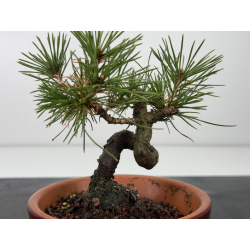 Pinus thunbergii  I-7660 view 2