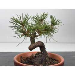 Pinus thunbergii  I-7660 view 3