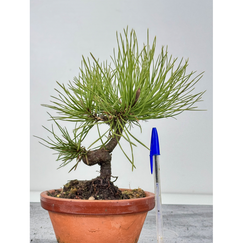 Pinus thunbergii  I-7661