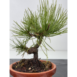 Pinus thunbergii  I-7661 view 2