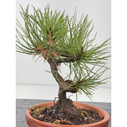 Pinus thunbergii  I-7661 view 3