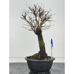 Zelkova nire I-7662