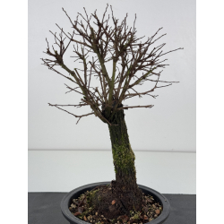 Zelkova nire I-7662 view 2