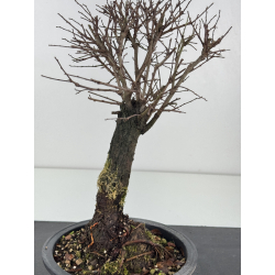 Zelkova nire I-7662 view 3