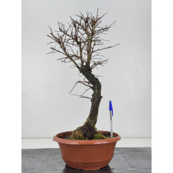 Zelkova nire I-7663