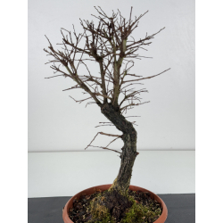 Zelkova nire I-7663 view 2