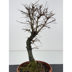 Zelkova nire I-7663 view 3