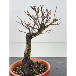 Zelkova nire I-7665 view 2