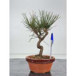 Pinus thunbergii -pino negro japonés- I-7676