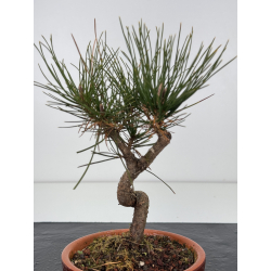 Pinus thunbergii -pino negro japonés- I-7676 vista 2