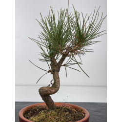 Pinus thunbergii  I-7676 view 3