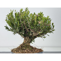 Buxus -boj- harlandii I-7679 vista 2