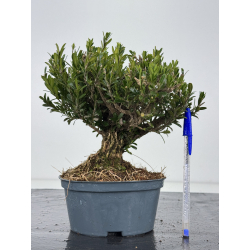 Buxus -boj- harlandii I-7679