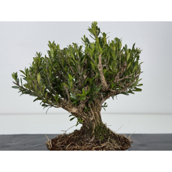 Buxus -boj- harlandii I-7679 vista 3