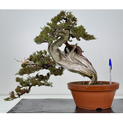 Juniperus sabina -sabina rastrera- A01337