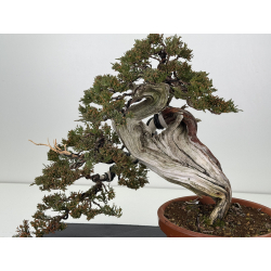 Juniperus sabina A01337 view 2