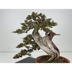 Juniperus sabina A01337 view 3