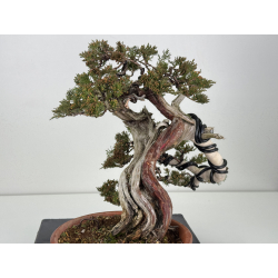 Juniperus sabina A01337 view 4