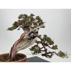 Juniperus sabina A01337 view 5