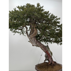 Taxus baccata I-7692 view 9