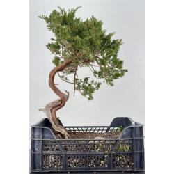 Juniperus sabina A01674