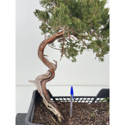 Juniperus sabina -sabina rastrera- A01674 vista 2