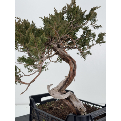 Juniperus sabina -sabina rastrera- A01674 vista 4