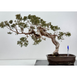 Juniperus sabina A01685