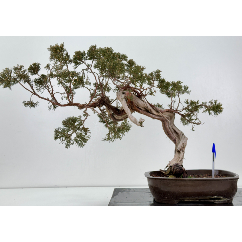 Juniperus sabina -sabina rastrera- A01685