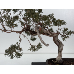 Juniperus sabina A01685 view 2