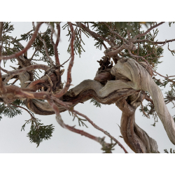 Juniperus sabina -sabina rastrera- A01685 vista 5