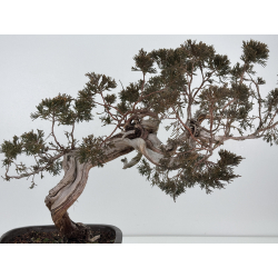 Juniperus sabina A01685 view 6