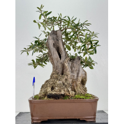 Olea europaea -olivo- I-7684