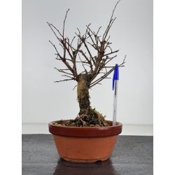 Zelkova nire I-7693