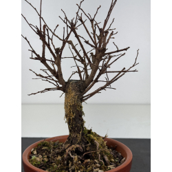 Zelkova nire I-7693 vista 2