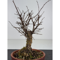 Zelkova nire I-7693 vista 3