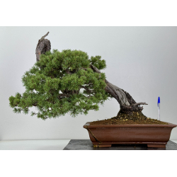 Pinus sylvestris I-7702