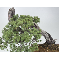 Pinus sylvestris I-7702 view 2