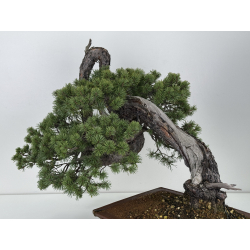 Pinus sylvestris I-7702 view 3