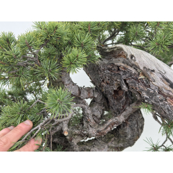 Pinus sylvestris I-7702 view 4