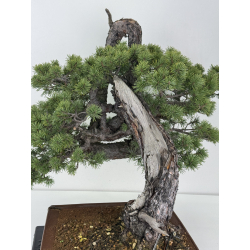 Pinus sylvestris I-7702 view 5