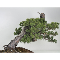 Pinus sylvestris I-7702 view 6