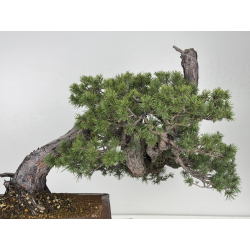 Pinus sylvestris I-7702 view 7