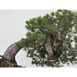 Pinus sylvestris I-7702 view 8