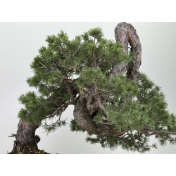 Pinus sylvestris I-7702 view 9