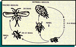 ciclo cochinillas