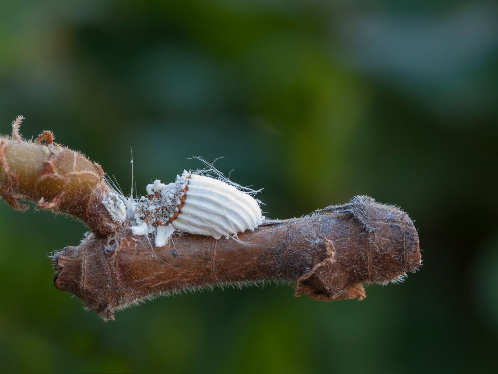 Icerya LaosGarden cochinilla