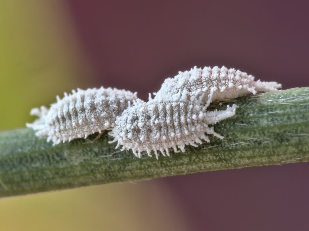 cochinilla Laosgarden