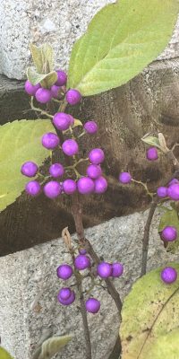 CALLICARPA