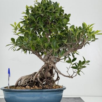 ficus